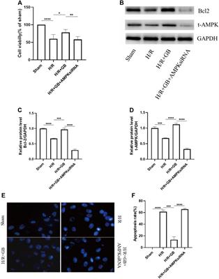 Frontiers | Ginkgolide B Protects Against Ischemic Stroke Via Targeting ...